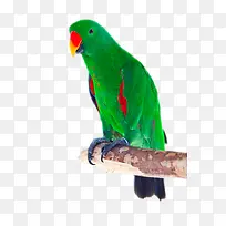 绿色红嘴鹦鹉