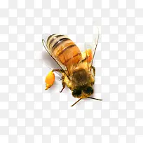 可爱的蜜蜂免抠图片
