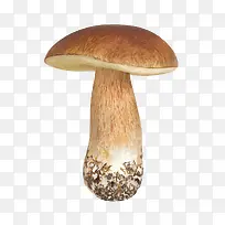 一颗蘑菇