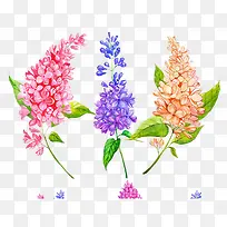 手绘三枝丁香花插画免抠