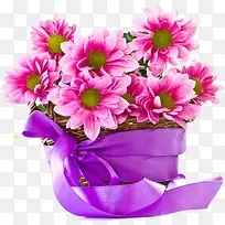 粉色菊花