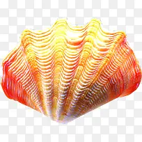 贝壳贝类夏季海边素材