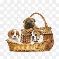 篮子里的三只小狗