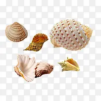 沙滩贝壳贝类素材