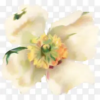 水粉手绘鲜花
