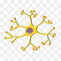 神经元结构
