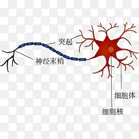 神经元细胞结构