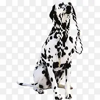 黑白斑点狗动物