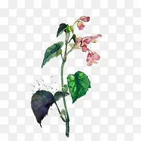 水彩粉色藤蔓花素材