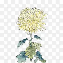 手绘花卉