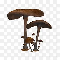 褐色大蘑菇