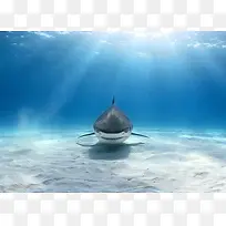 海洋里的动物大鲨鱼