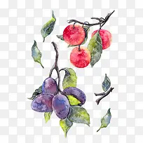 水彩手绘水果系列