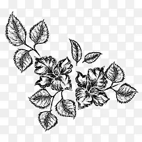 素描花卉