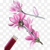 紫藤花手绘