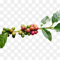 红绿色树枝上的咖啡果实物