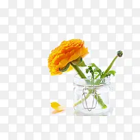 玻璃杯里的一朵黄花