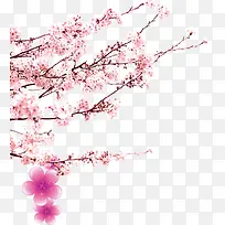 粉色梅花图片