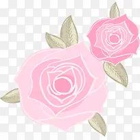 2朵粉色玫瑰花