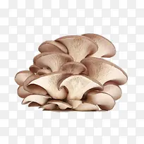 新鲜的蘑菇