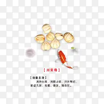 川贝母