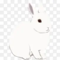 白色大兔子