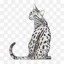 矢量点绘豹猫