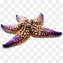紫色硕大海星生物