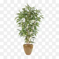 绿色植物盆栽圆形盆竹子