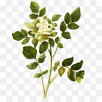 洁白小花