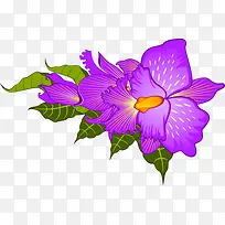 紫色鸢尾花