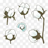 矢量手绘棉花