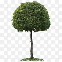 树