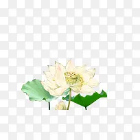 黄白色荷花