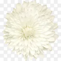 背景素材鲜花图片素材 白色花朵