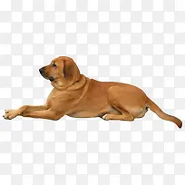 趴在地上的中华田园犬