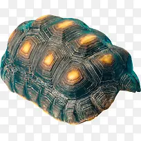 漂亮海洋龟壳素材免抠