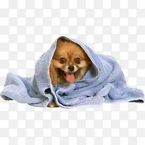 毛巾中的小狗