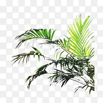 植物