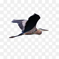 在空中翱翔的鱼鹰