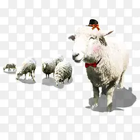 带礼帽的羊