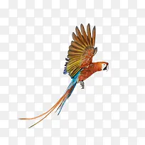 飞翔的彩色鹦鹉