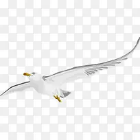 白色飞翔白鸽平衡