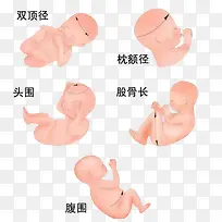 宝宝胚胎体检