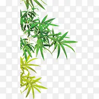 茂密绿叶背景