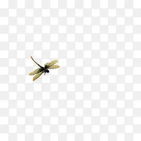 飞行蜻蜓素材免抠图