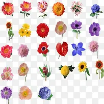 花朵集合图片