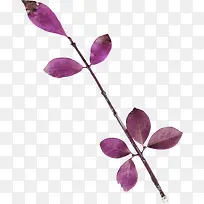 紫色漂亮枝叶