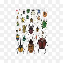 卡通昆虫甲壳虫