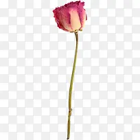鲜花花瓣